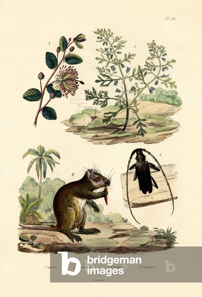Goatweed, 1833-39 (coloured engraving)