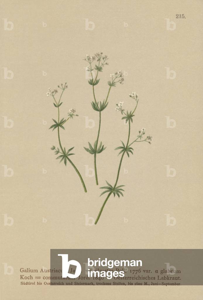 Austrian Bedstraw (Galium Austriacum, Galium silvestre (var. glabrum), Galium commutatum) (colour litho)