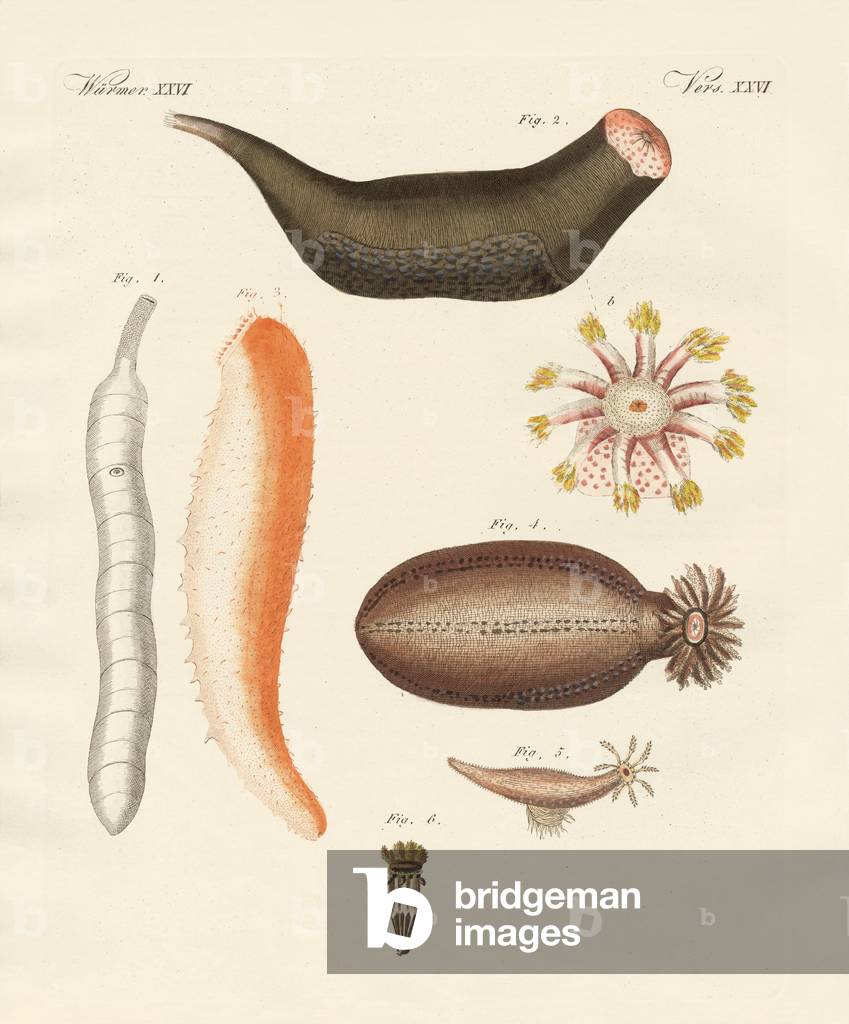Strange Holothuries (coloured engraving)