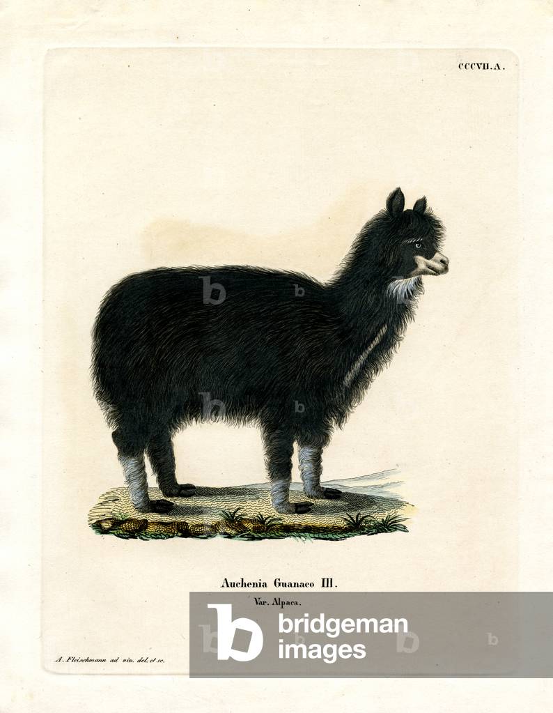 Alpaca (coloured engraving)