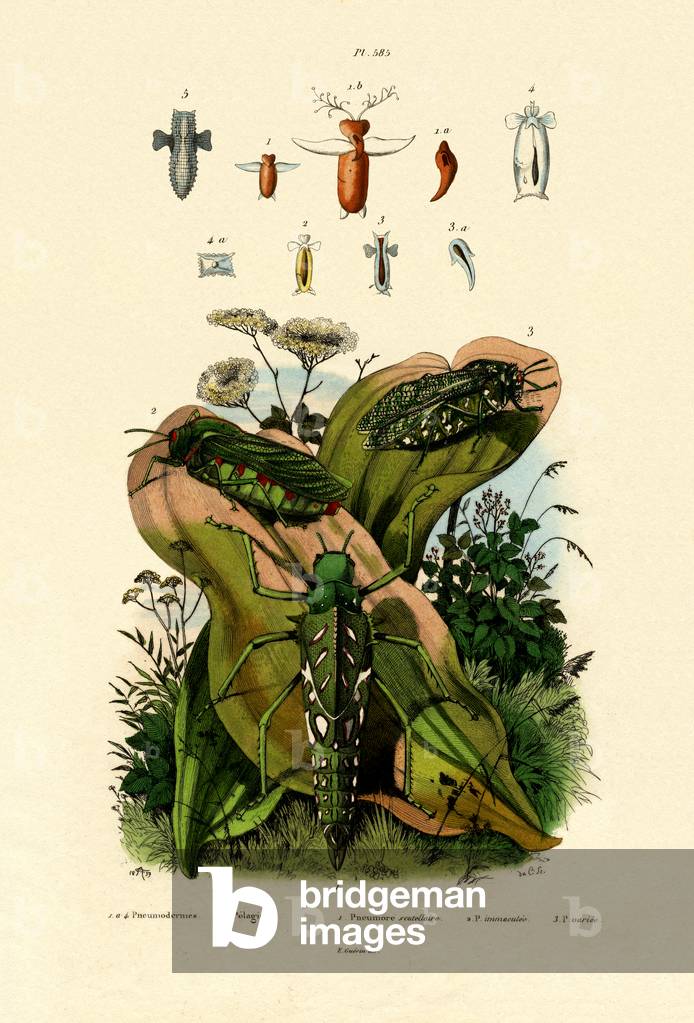 Grasshoppers, 1833-39 (coloured engraving)