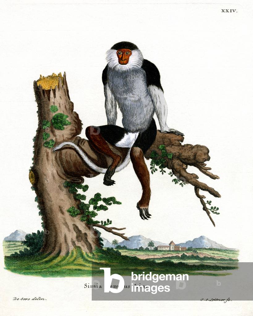 Red-shanked Douc Langur (coloured engraving)
