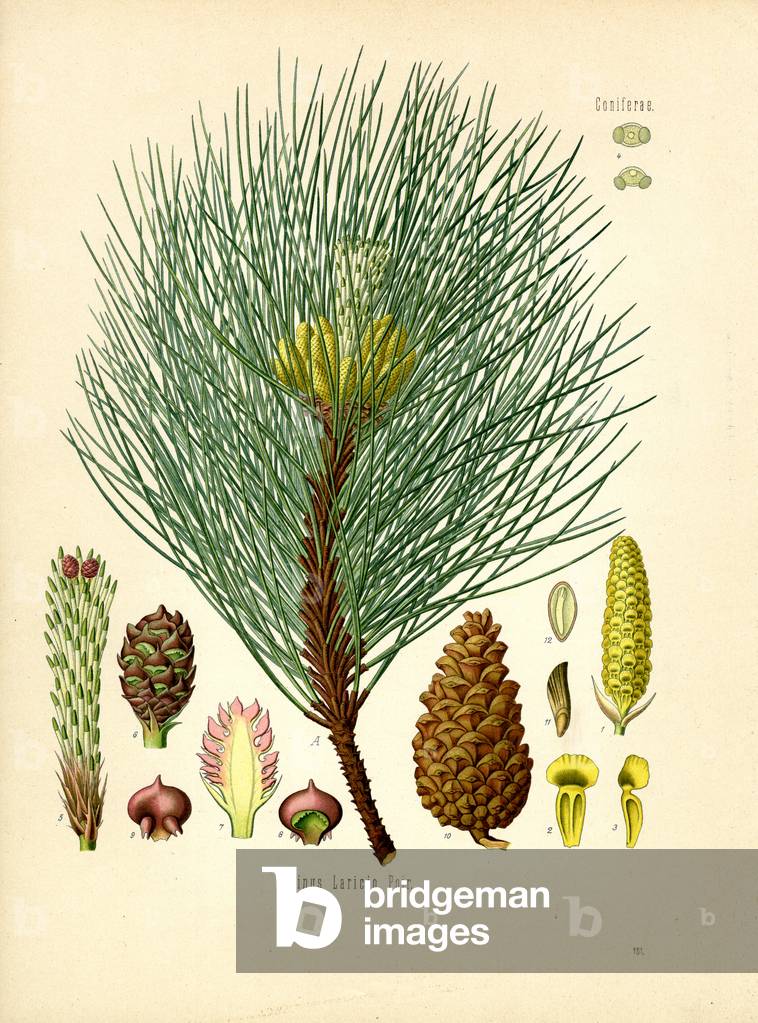 European Black Pine (colour litho)