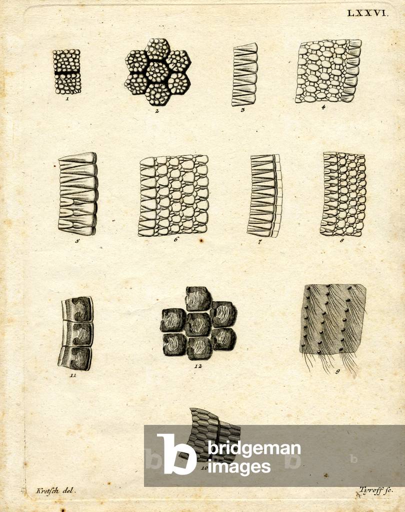 Skin Scales (coloured engraving)