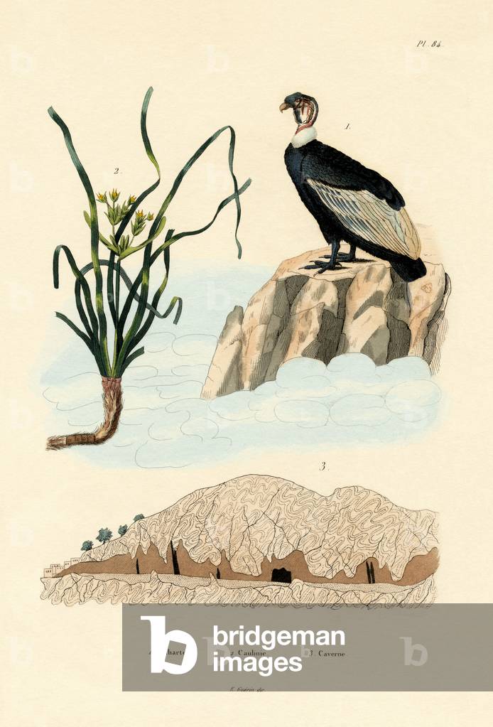 Vulture, 1833-39 (coloured engraving)