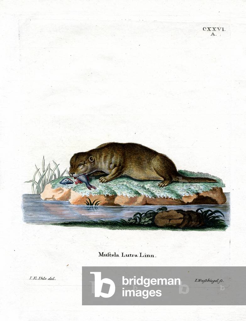 Common Otter (coloured engraving)