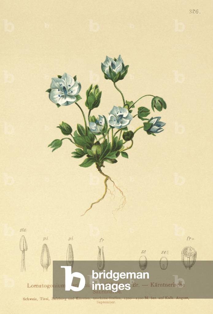 Blue Feltwort  (Lomatogonium Carinthiacum) (colour litho)