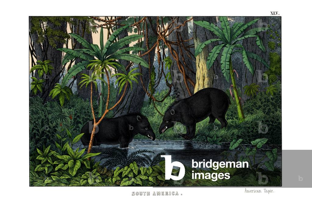 Tapir, 1860 (colour litho)