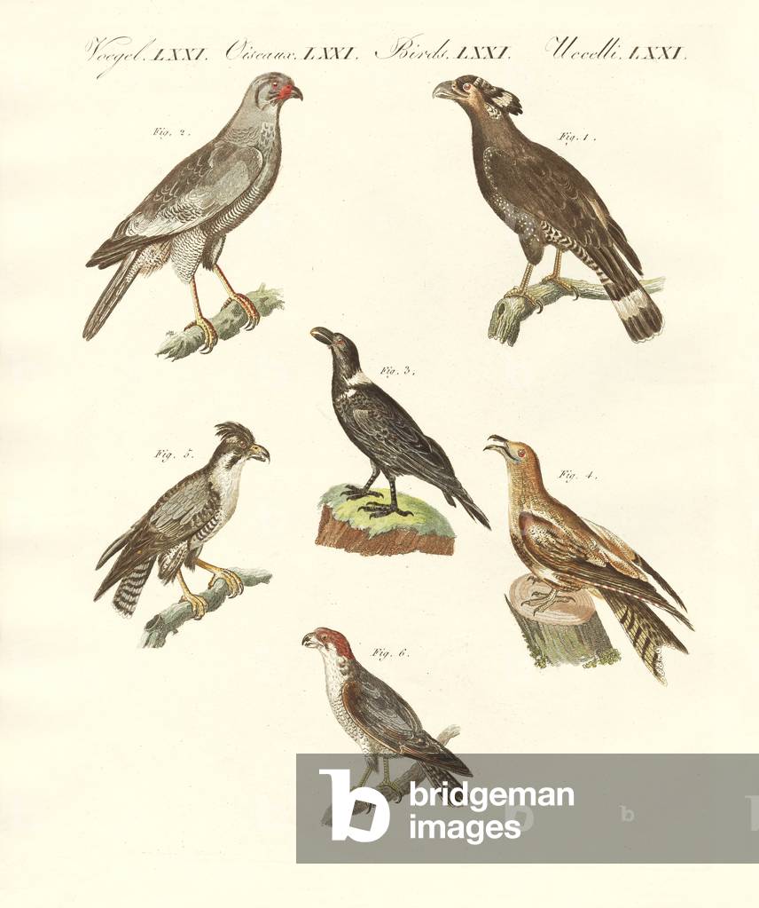African birds (coloured engraving)