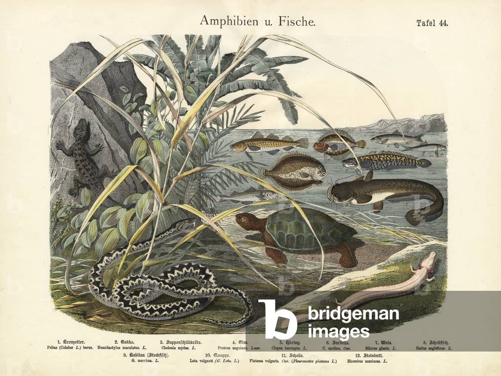 Amphibians and Fishes, c.1860 (colour litho)