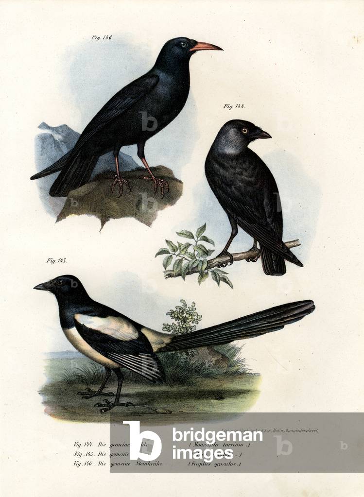 Daw, 1864 (colour litho)