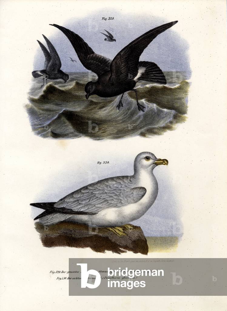 European Storm-Petrel, 1864 (colour litho)