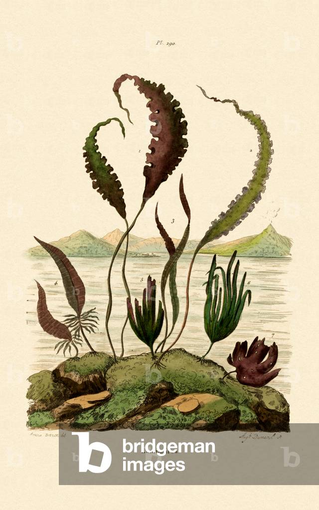 Oarweed, 1833-39 (coloured engraving)