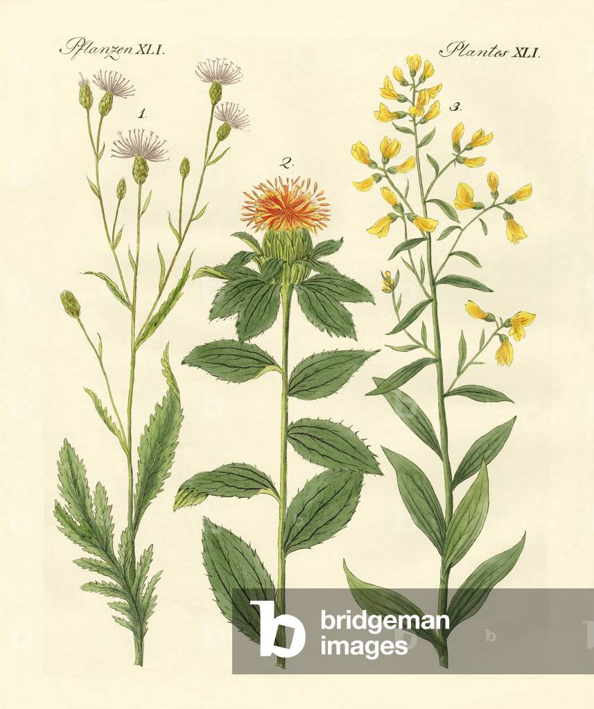 Colored plants (coloured engraving)