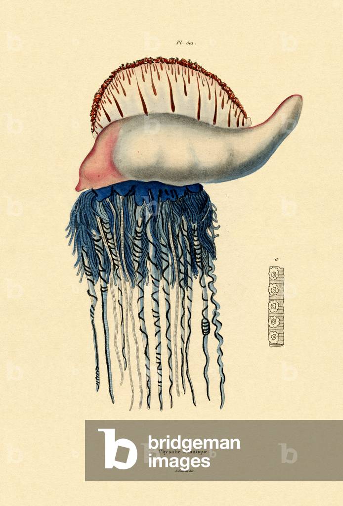 Portuguese Man-of-War, 1833-39 (coloured engraving)