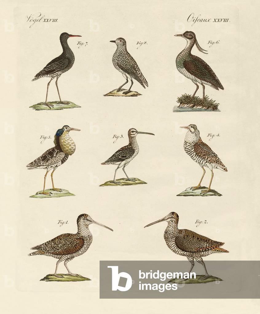 Strange marsh-birds (coloured engraving)