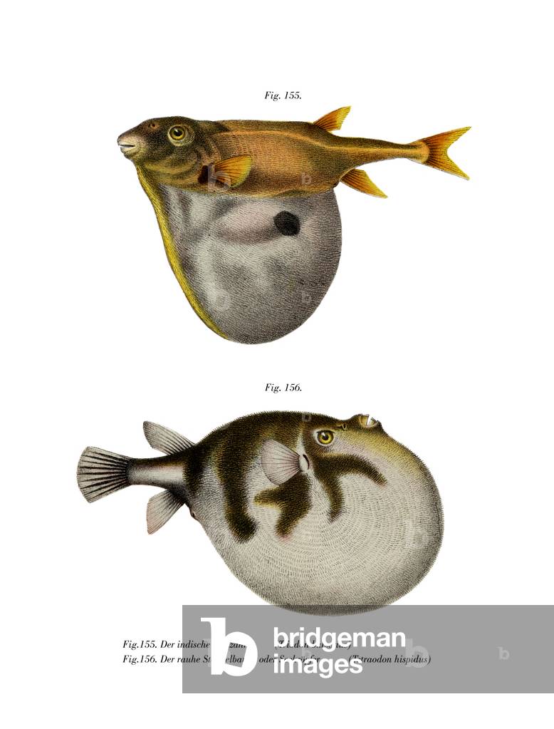 Threetooth Puffer (colour litho)