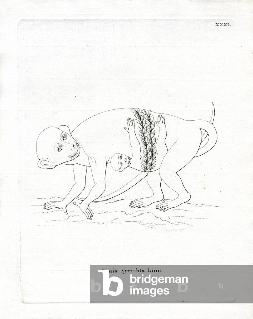 Philippine Tarsier (coloured engraving)