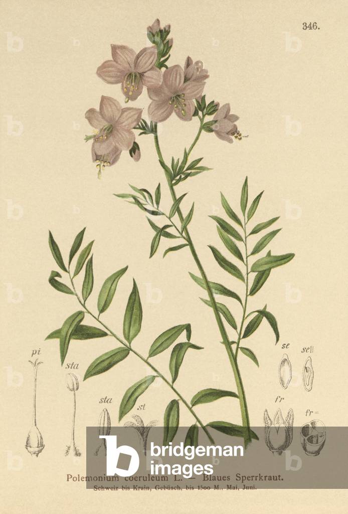 Jacob's Ladder (Polemonium coeruleum, Polemonium caeruleum) (colour litho)