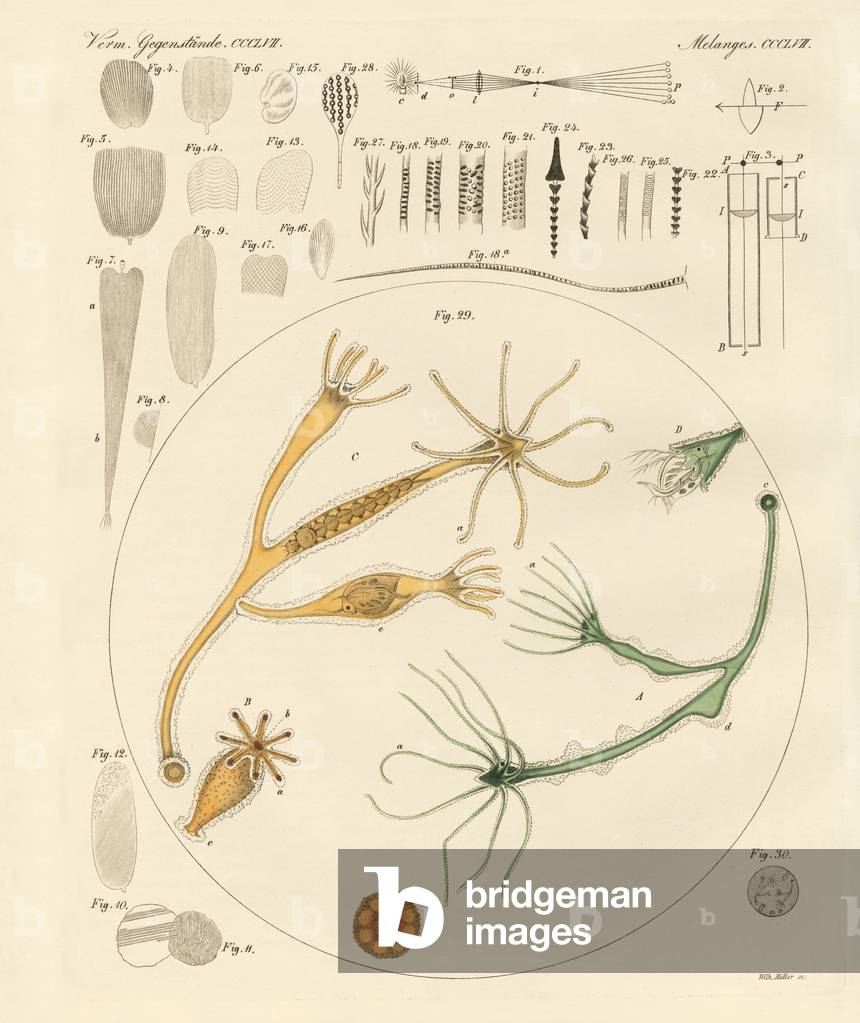 Magnifying glass and microscopical amusements (coloured engraving)