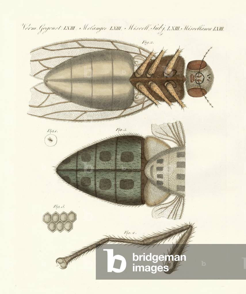 Microscopic view of the housefly (coloured engraving)