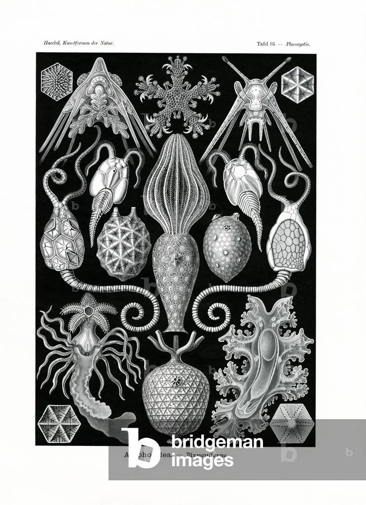 Amphoridea, 1899-1904 (colour litho)