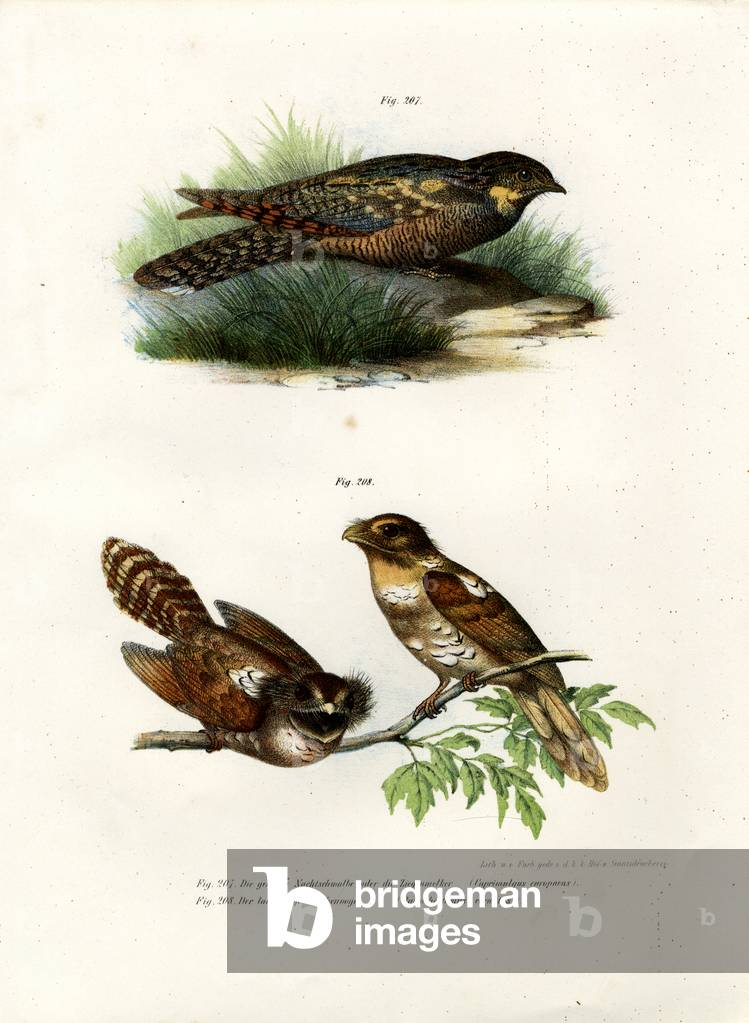 Eurasian Nightjar, 1864 (colour litho)