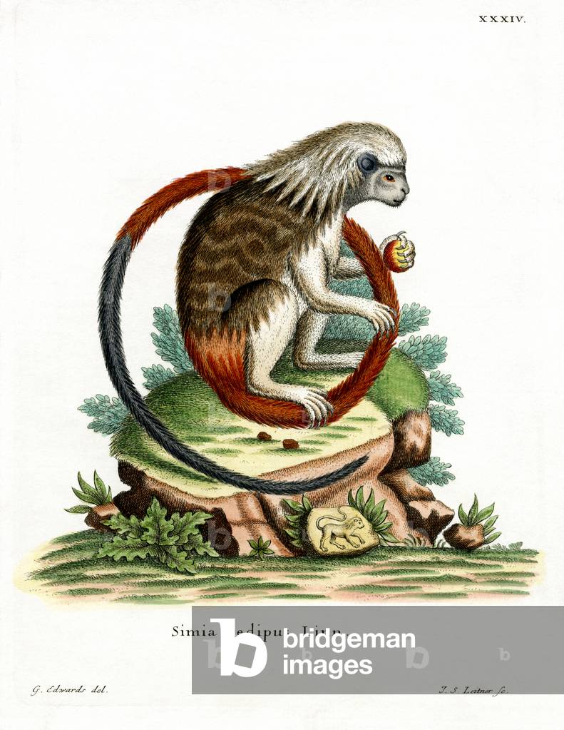 Cotton-top Tamarin (coloured engraving)