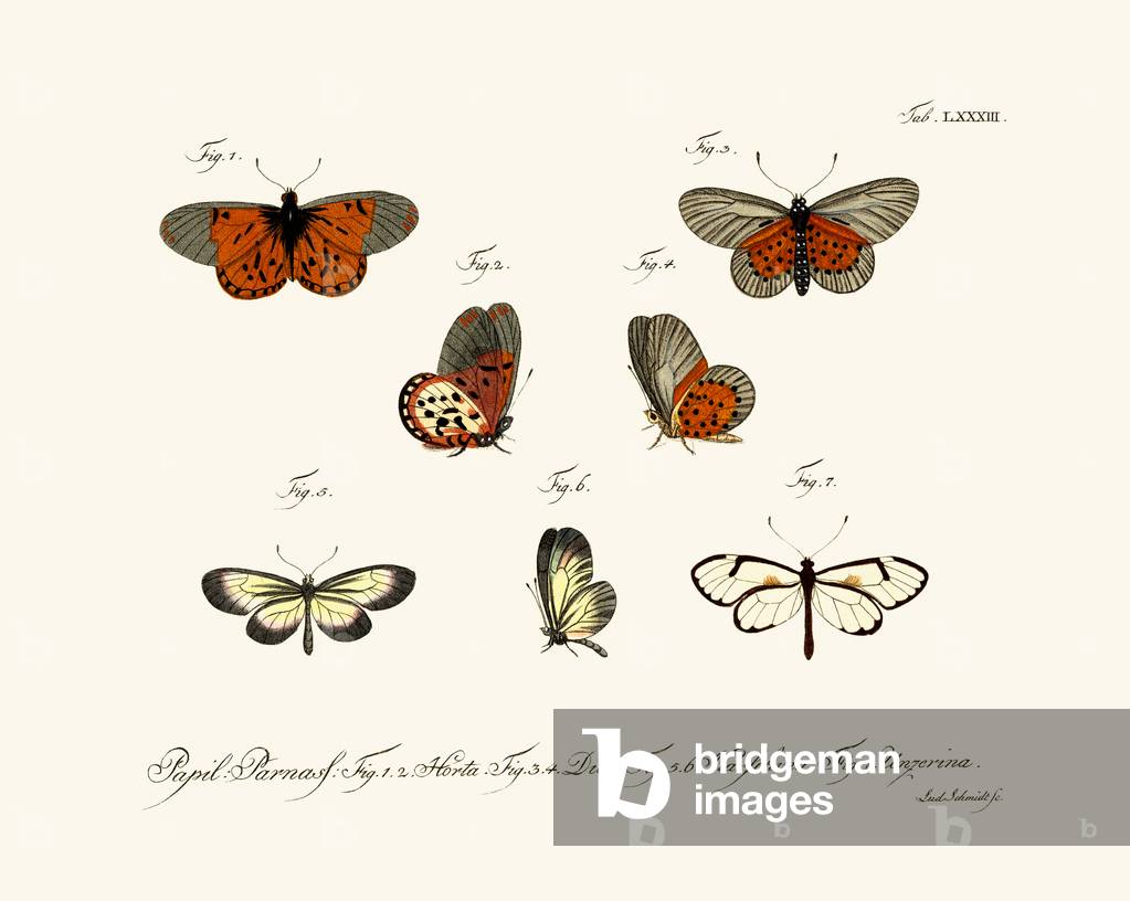 Butterflies, 1783-1806 (coloured engraving)