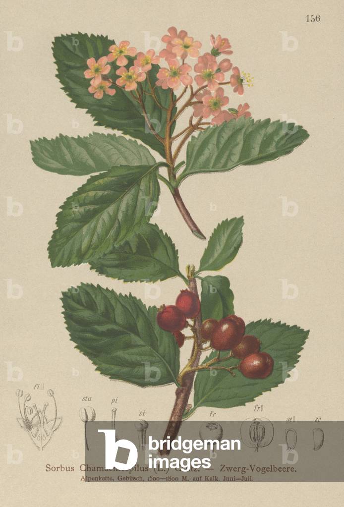 False Medlar (Sorbus chamaemespilus) (colour litho)