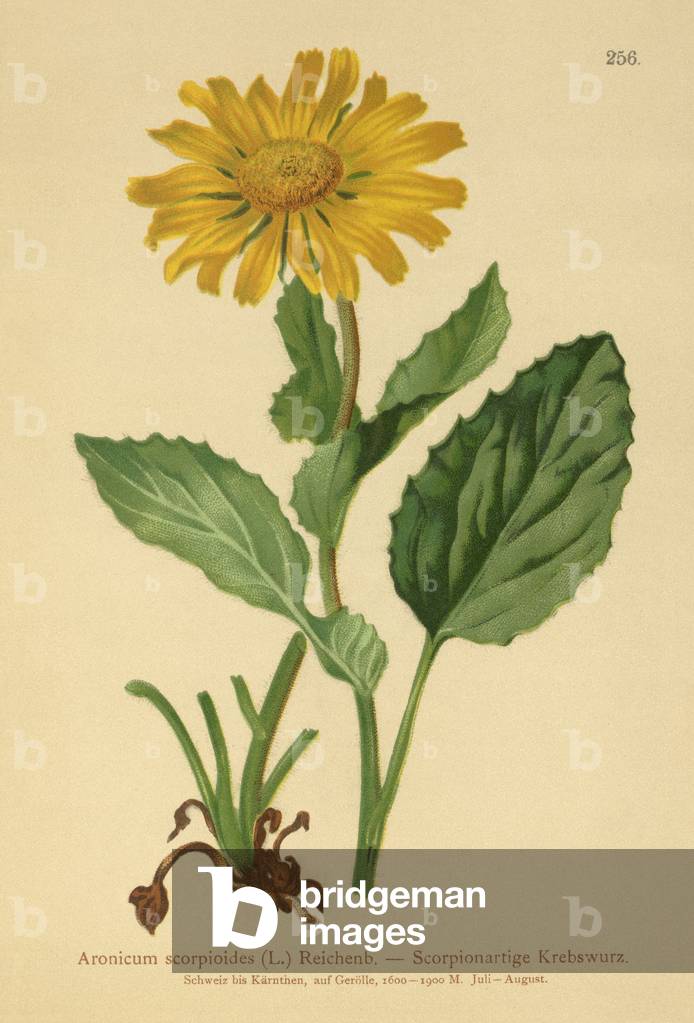Large-flowered Leopard's Bane (Aronicum scorpioides, Doronicum grandiflorum) (colour litho)