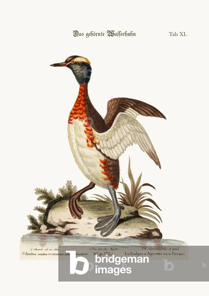 The Eared or Horned Dobchick, 1749-73 (coloured engraving)