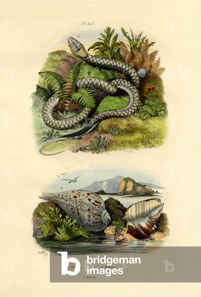Pyrula Shells, 1833-39 (coloured engraving)