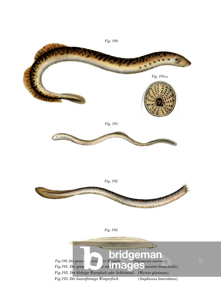 Sea Lamprey (colour litho)