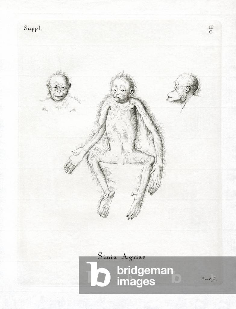 Monkey (engraving)