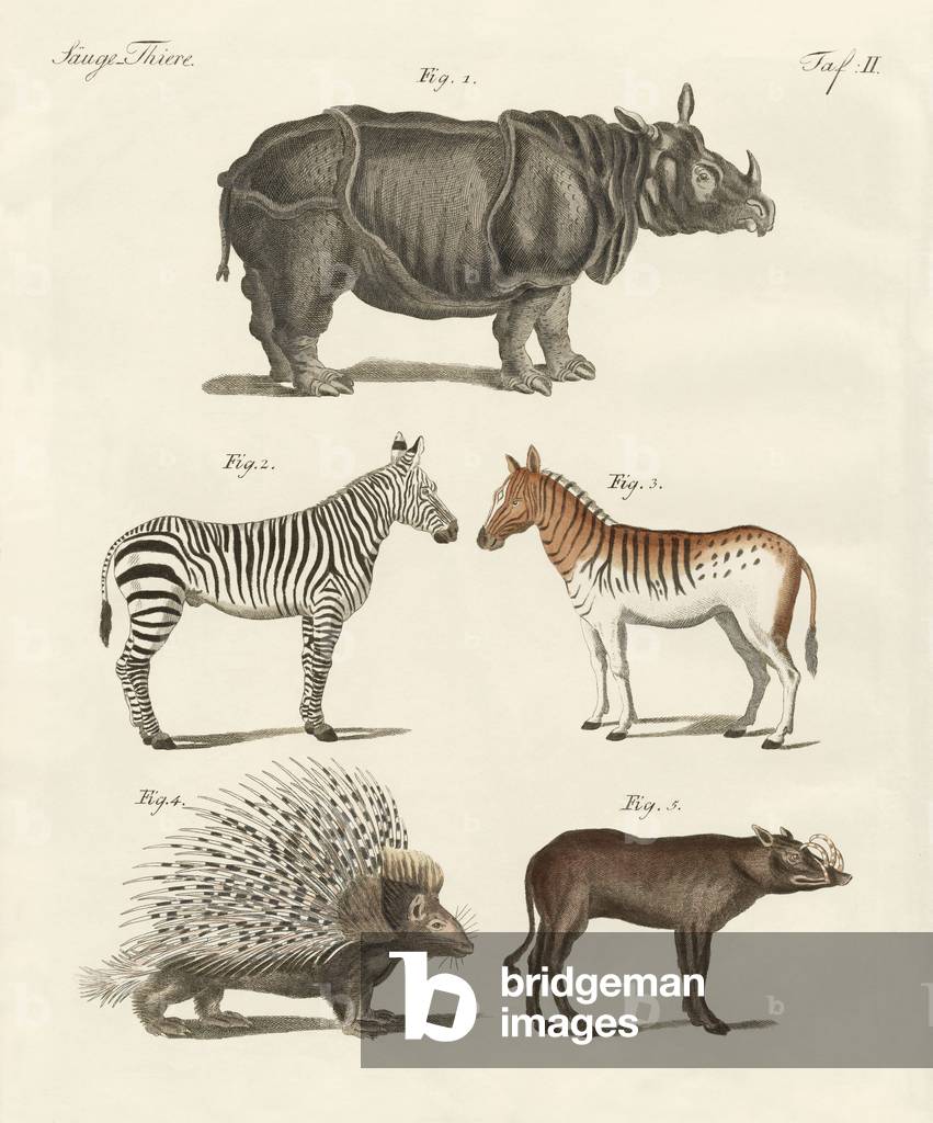 Four-footed animals (coloured engraving)