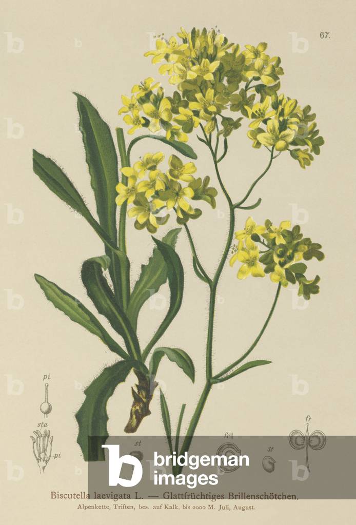 Buckler Mustard (Biscutella laevigata) (colour litho)
