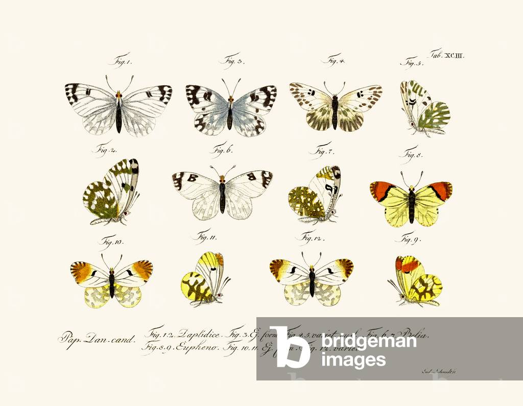 Butterflies, 1783-1806 (coloured engraving)