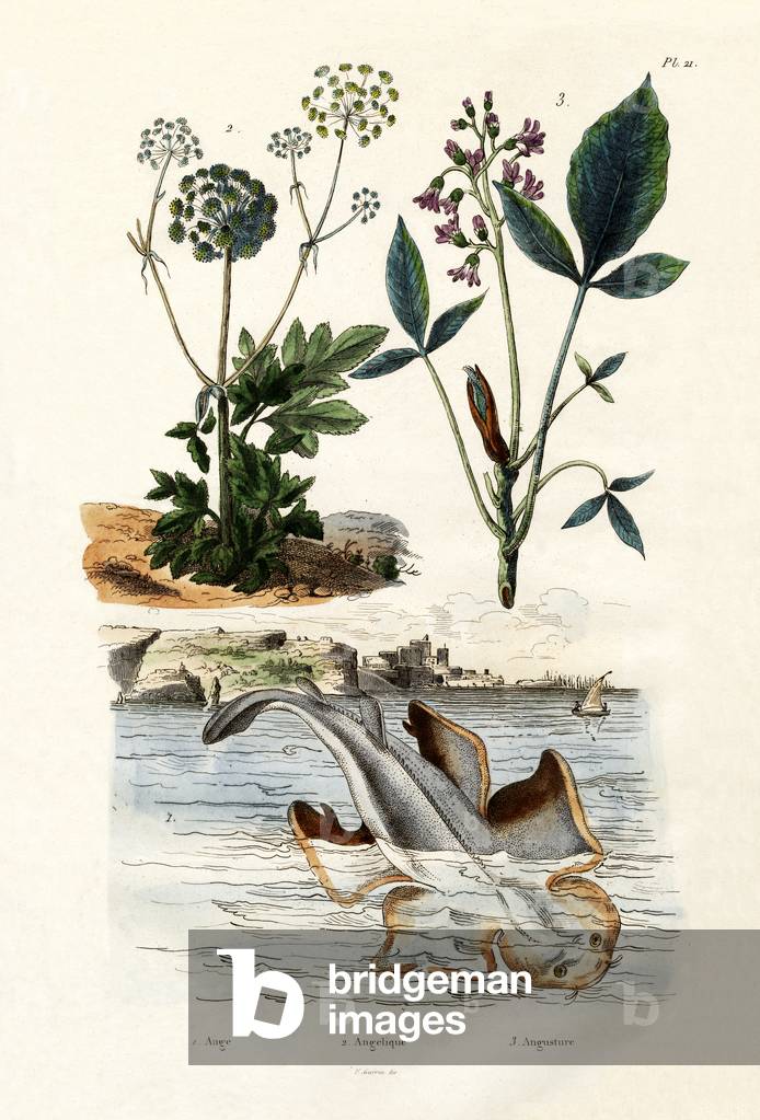 Angelshark, 1833-39 (coloured engraving)