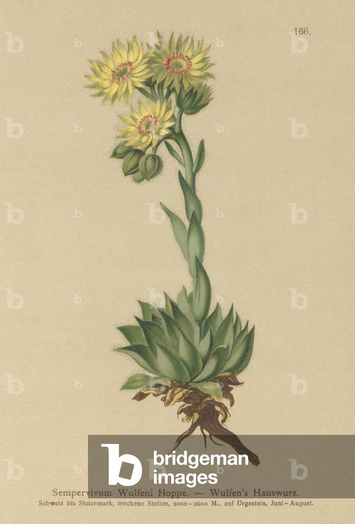 Sun Houseleek (Sempervivum Wulfenii) (colour litho)