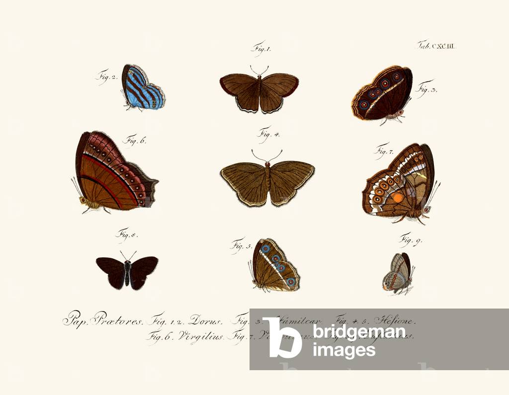 Butterflies, 1783-1806 (coloured engraving)