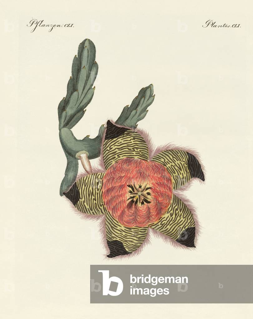 Rare African plants (coloured engraving)