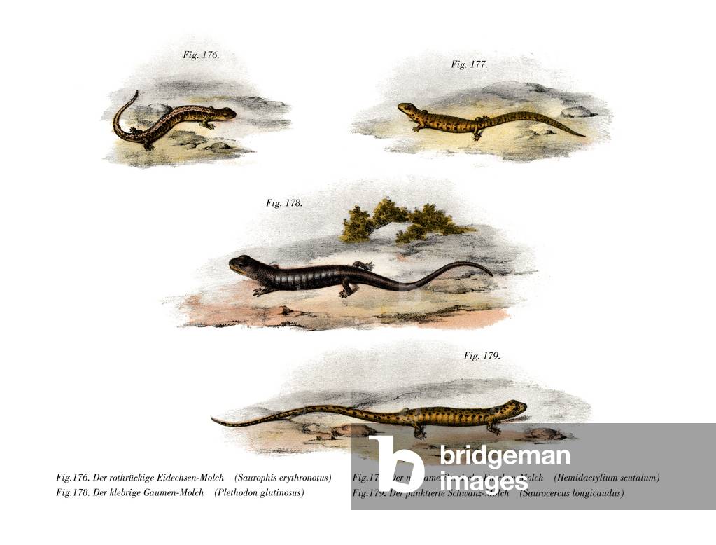 Redback Salamander (colour litho)