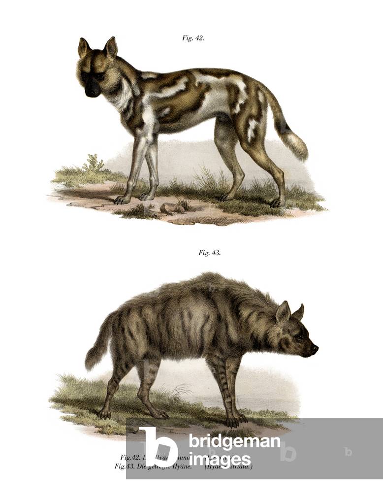 African Wild Dog, 1860 (colour litho)