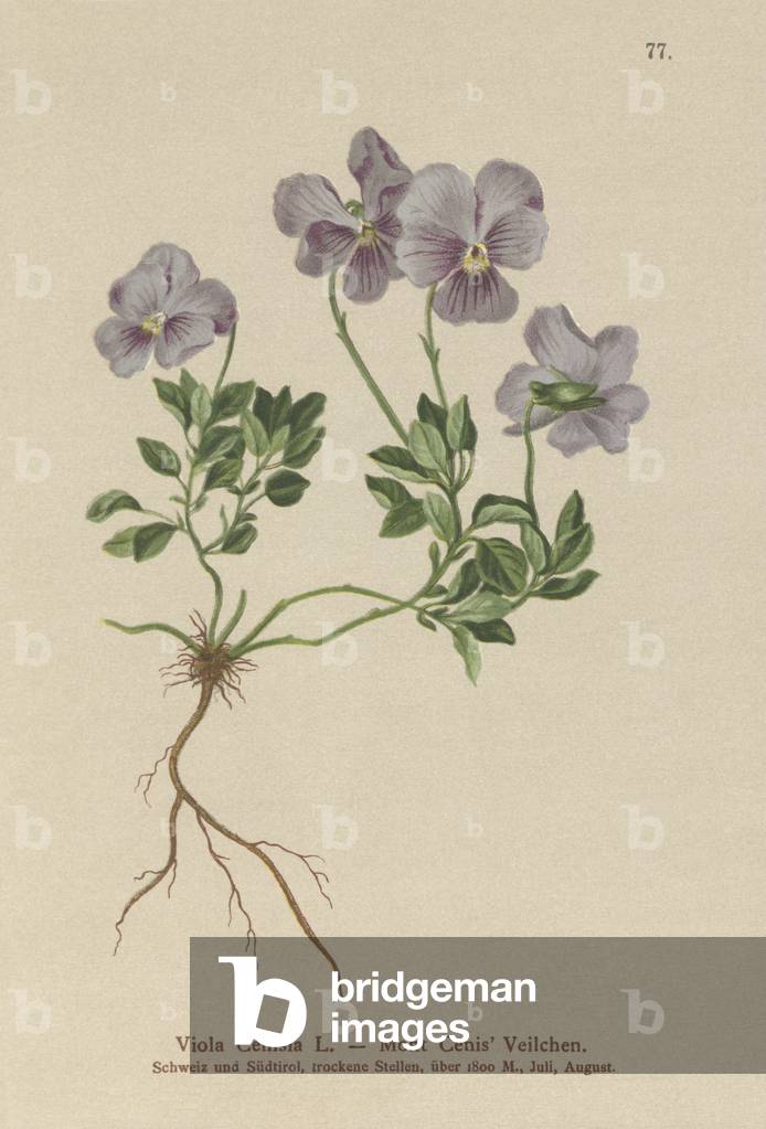 Mt. Cenis Pansy (Viola Cenisia) (colour litho)