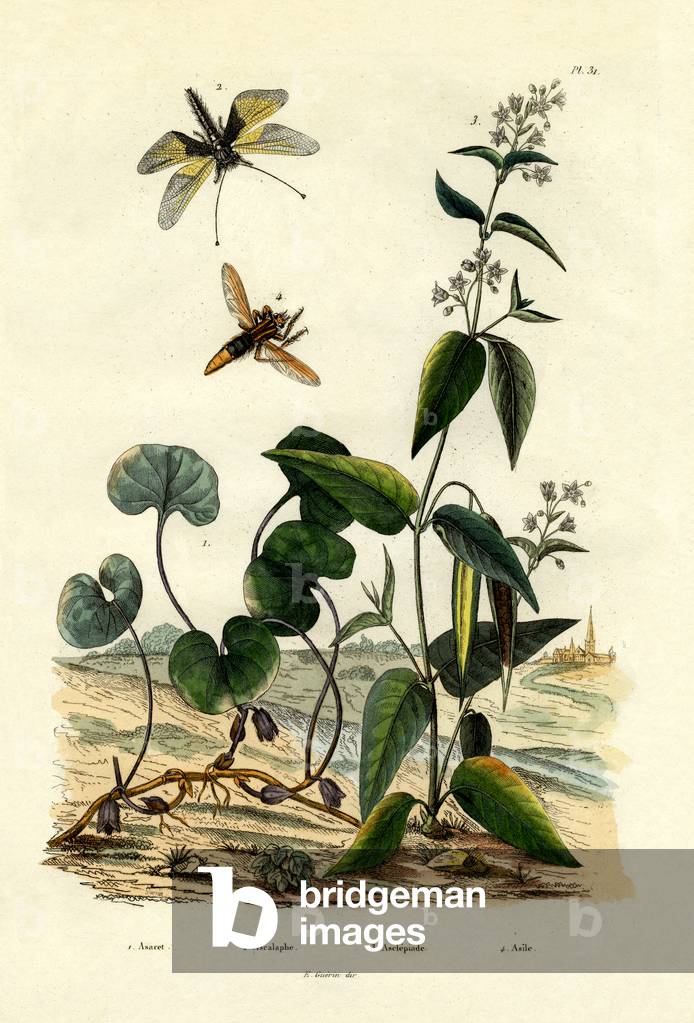 Wild Ginger, 1833-39 (coloured engraving)