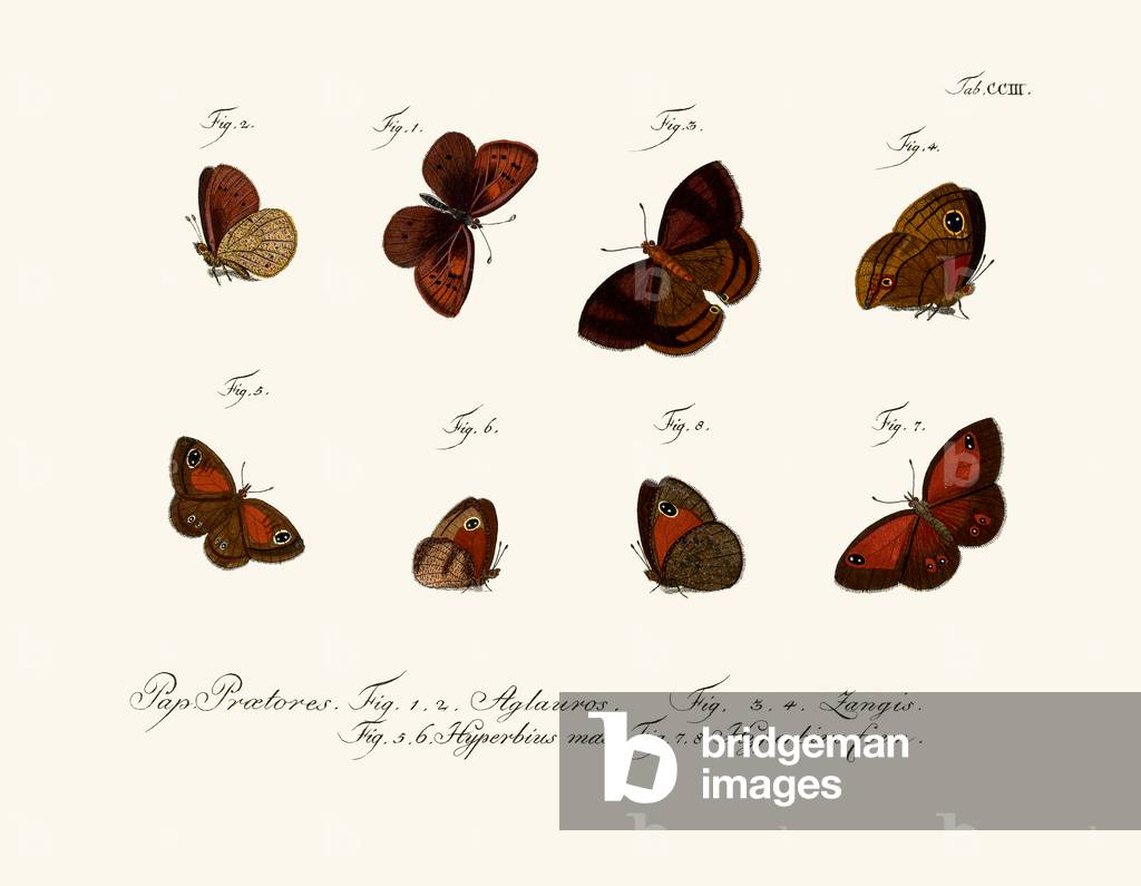 Butterflies, 1783-1806 (coloured engraving)