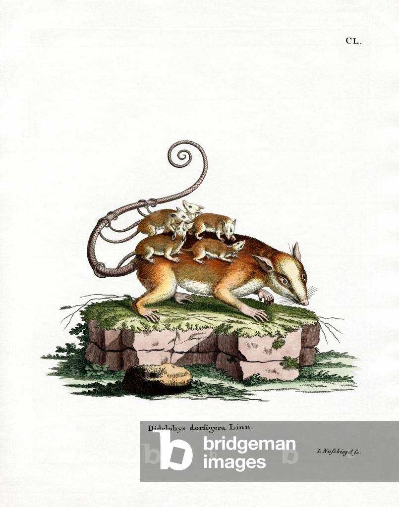 Common Mouse Opossum (coloured engraving)