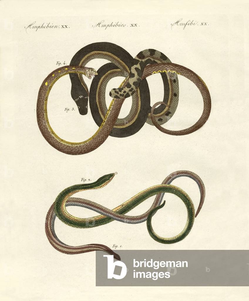 Blindworms (coloured engraving)