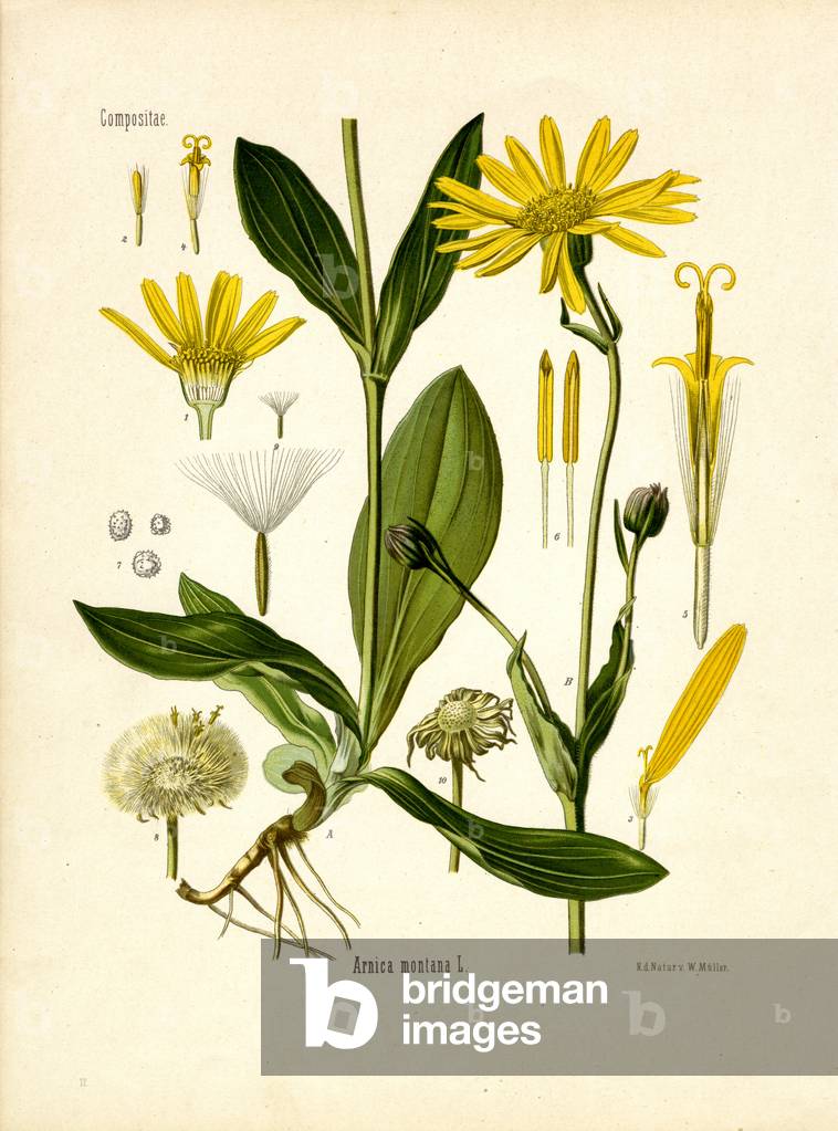 Arnica (colour litho)